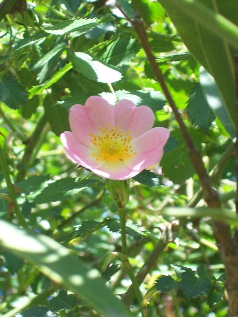 Rosa canina / Rosa selvatica comune